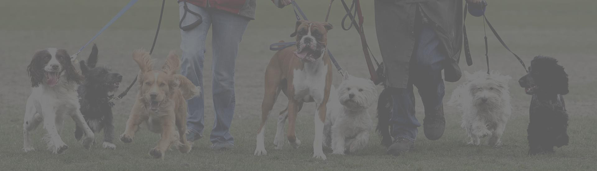 Pet Sitting Software